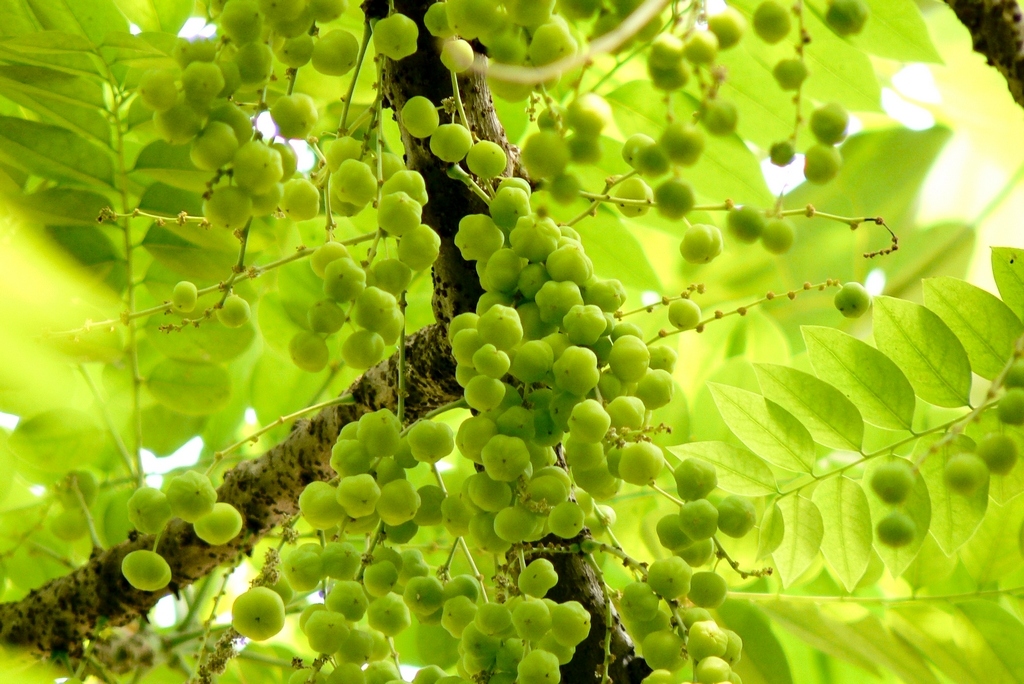 Amla Fruit, which is found in the Indian Gooseberry Tree, may promote hair growth. Scientists have discovered a possible link between Amla Extract and hair growth.