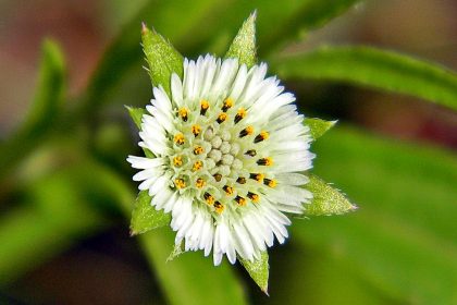 The The Eclipta prostrata is often called the