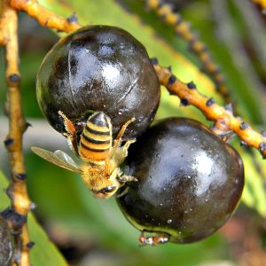 The fruit of the Saw Palmetto plant from which the extract in question is derived. Researchers are looking into the use of saw palmetto for hair loss. 