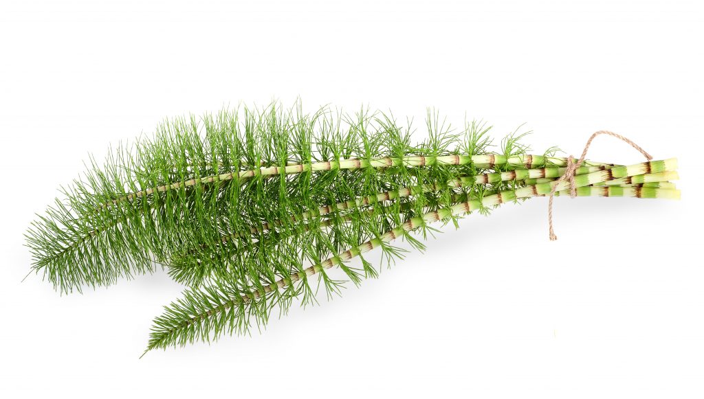 Scientists are researching the beneficial effects of horsetail on hair including its effects on texture, shine, and growth.