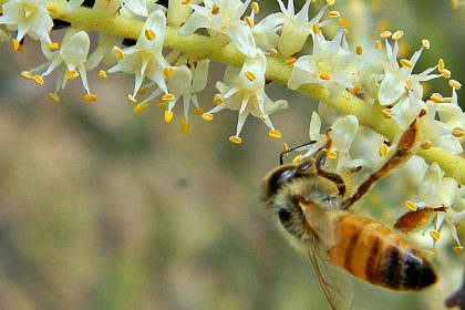 Saw Palmetto and Honey Bee Saw Palmetto, also known as Senora Repens, are easily identified by their spiked leaves, which resemble the teeth of a saw. Researchers have recently turned their attention to an extract of the fruit of this plant in connection to saw palmetto hair loss treatments.