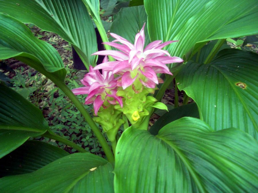 Photo of a flowering turmeric plant. Curcumin for hair regrowth is gaining interest in research for its potential as a plant-based treatment for androgenic alopecia
