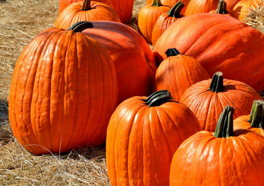 Pumpkin seed oil for hair loss may work as a natural DHT inhibitor