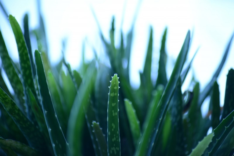Aloe vera barbadensis has been used since antiquity as a hair treatment, among many other health benefits