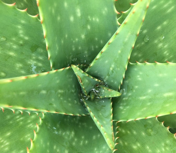 Researchers are finding new answers to the question, what does aloe vera do for hair? 