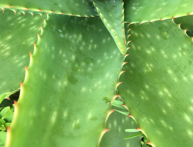 Aloe vera barbadensis controls inflammation that affects the hair follicles and scalp