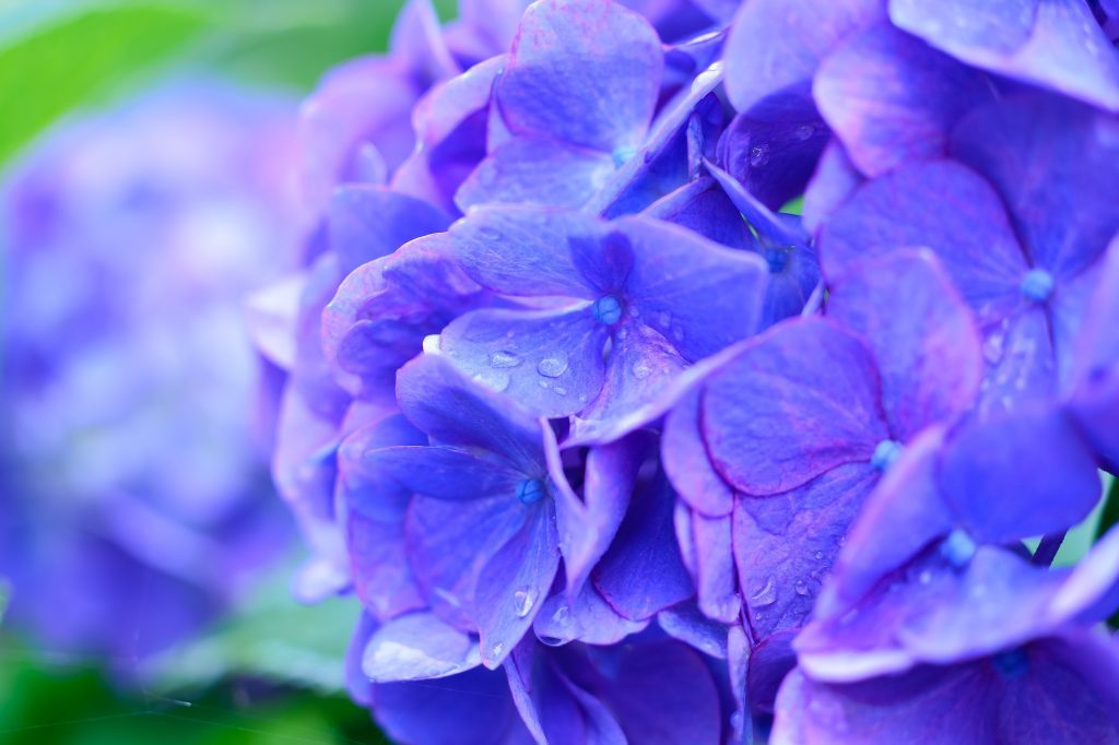 Hydrangea leaf extract has helped cultured human hair follicles grow longer hair in-vivo.