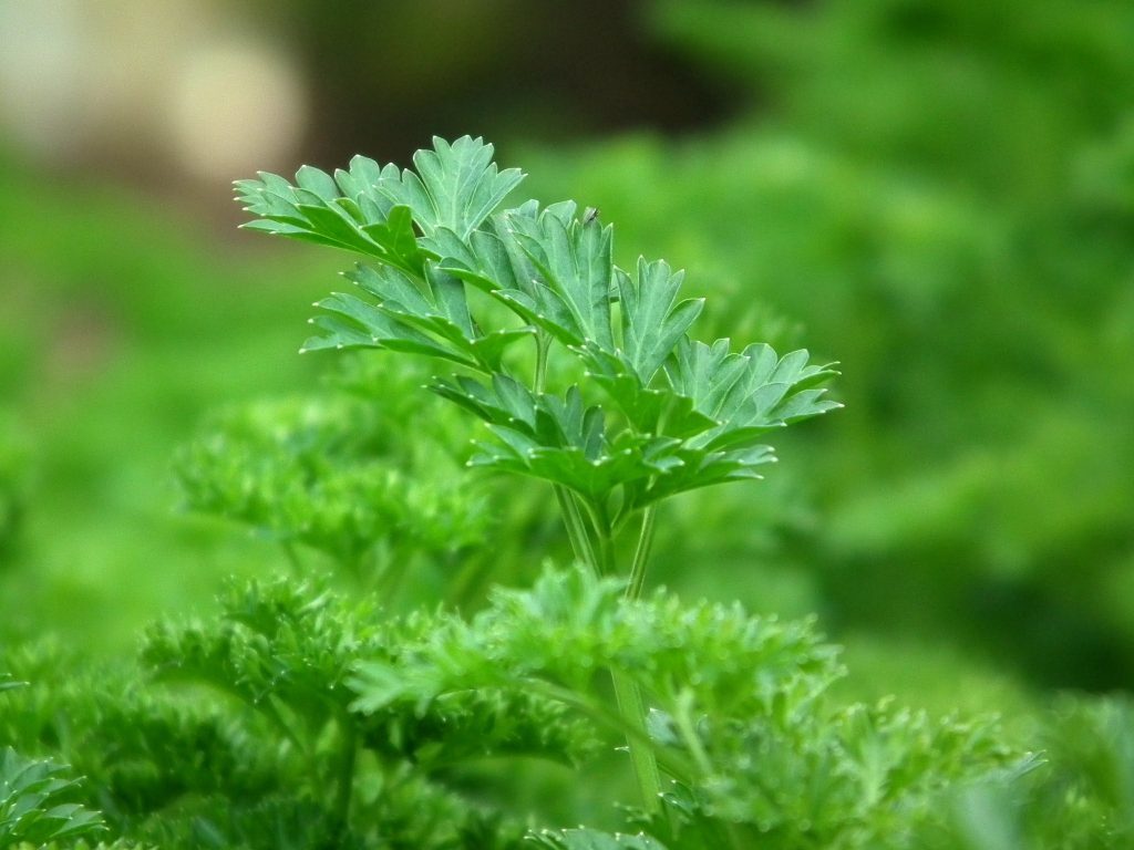 As a bioflavenoid, apigenin is also found abundantly in parsley. Apigenin for hair growth helps to prevent cellular death of the catagen stage in follicles