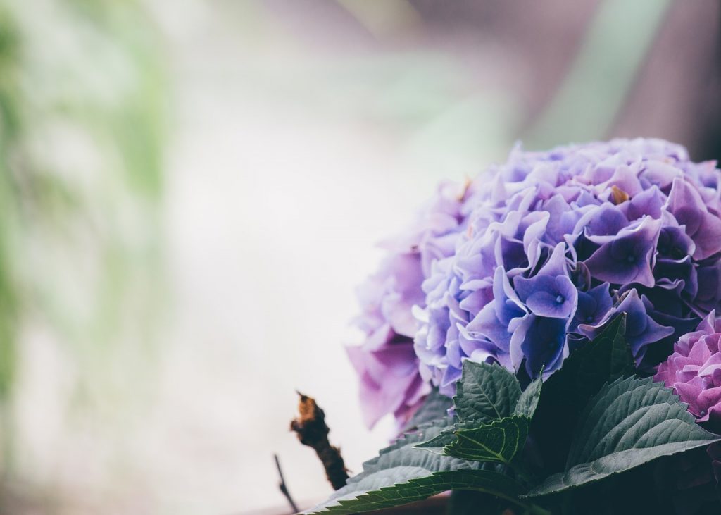 Research shows that the Hydrangea leaf extract may prove to be an effective topical agent that helps improve hair loss conditions