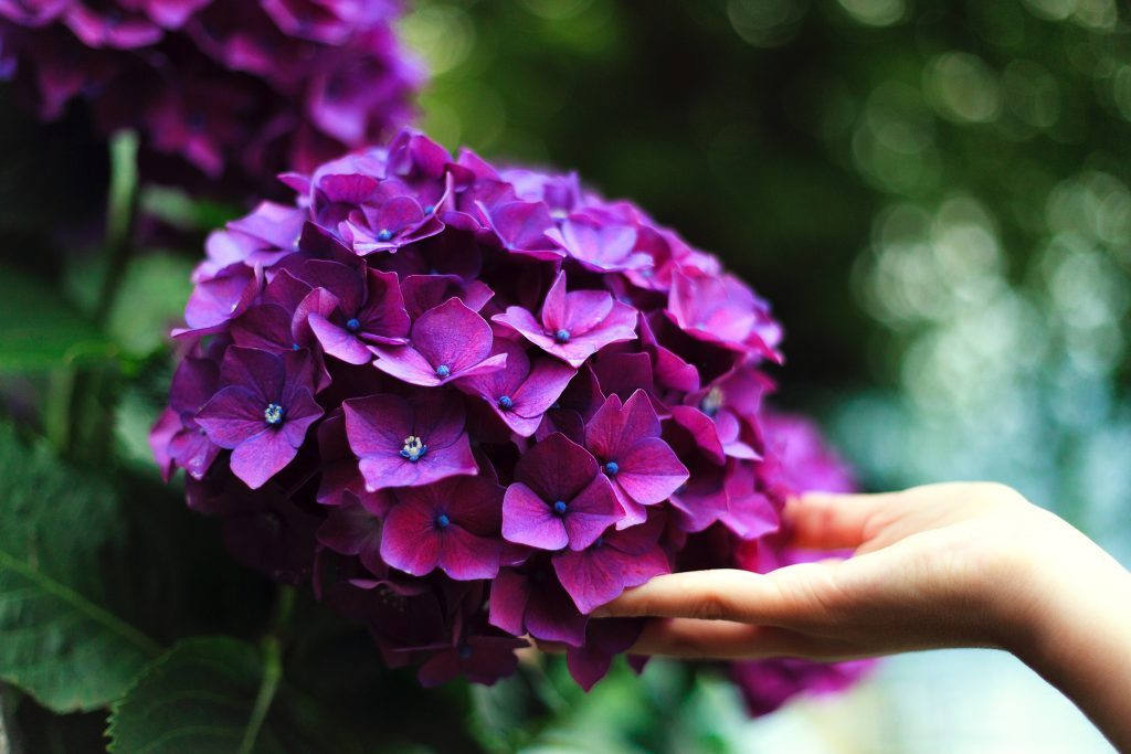 The hydrangea plant extract may offer a natural form of treatment to help control hair loss