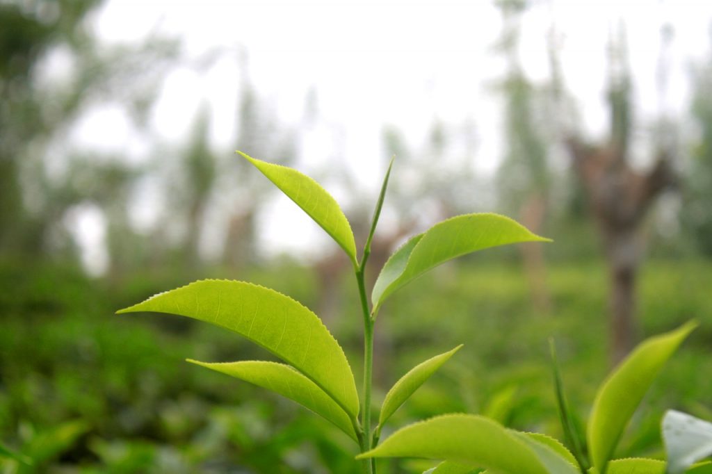 Scientists are looking into the uses of green tea for hair. 