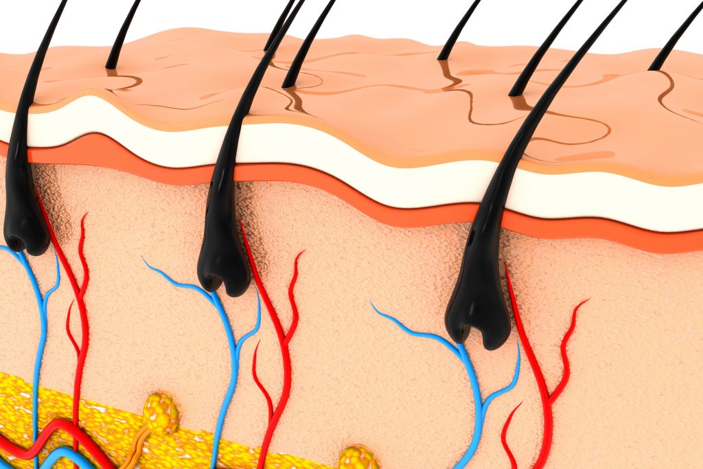 Researchers have observed the capacity for red ginseng extract to inhibit the 5a-reductase enzyme. This enzyme converts testosterone into DHT in the bloodstream, which can attach to androgen receptors at the base of hair follicle.