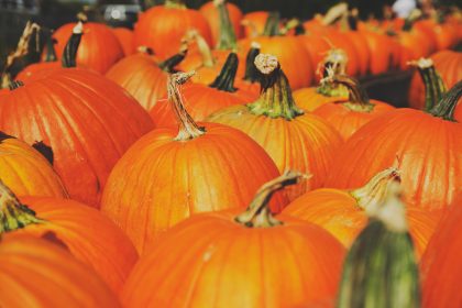 Pumpkin Seed Oil for Hair Loss – The research Scientists are taking a closer look into pumpkin seed oil for hair loss