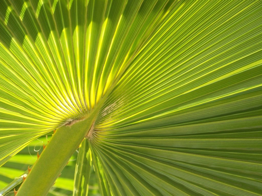 The recent interest in saw palmetto hair loss products is not the first time this plant has been investigated for its benefits. Saw palmetto benefits can be traced back to other civilizations and cultures. 