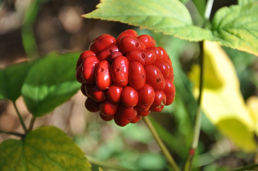The fruit of the Korean red ginseng plant. The essential oil from red panax ginseng is extracted from the root of the plant, which grows underground. 