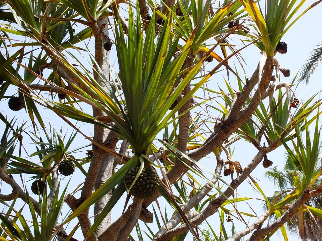 Saw palmetto extract is taken from the fruit of the plant. Recent interest in saw palmetto hair growth connections investigates how this plant extract may improve hair health.