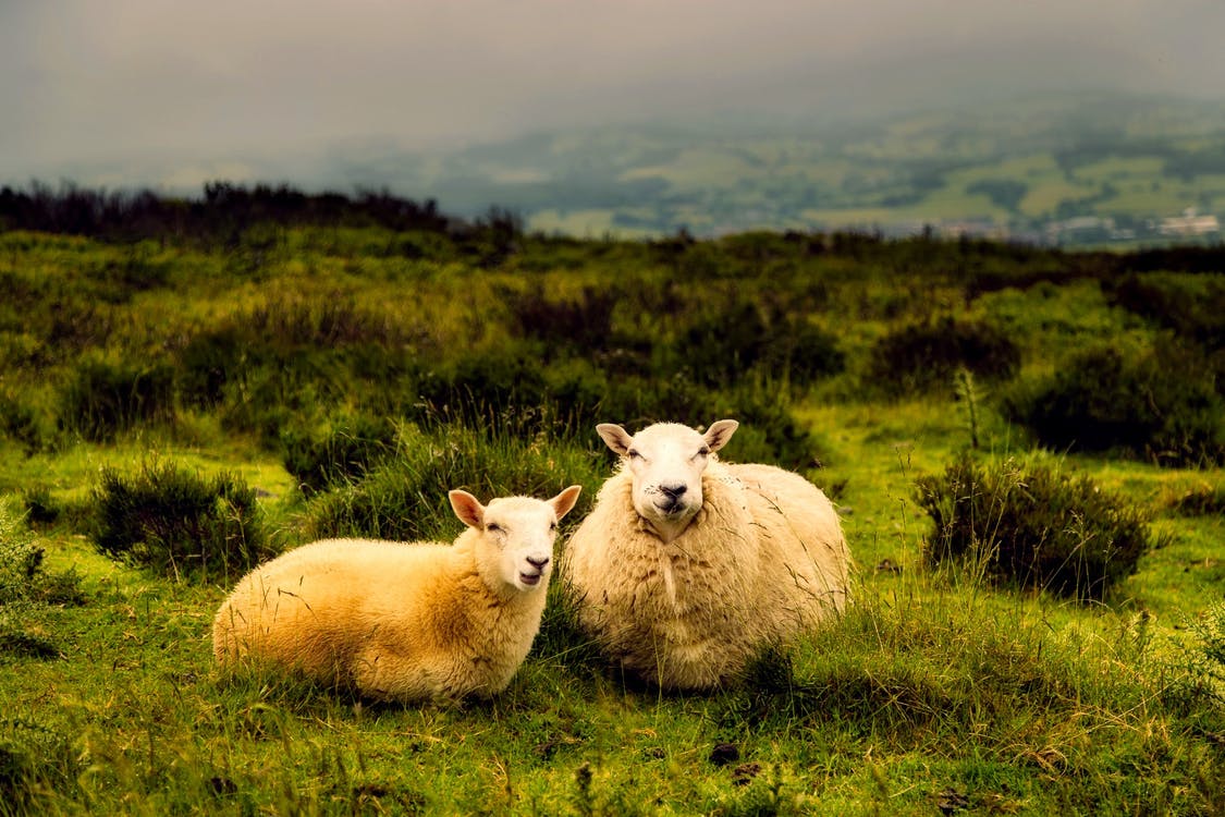 According to researchers, aloe vera hair benefits even apply to sheep when they consume the juice internally