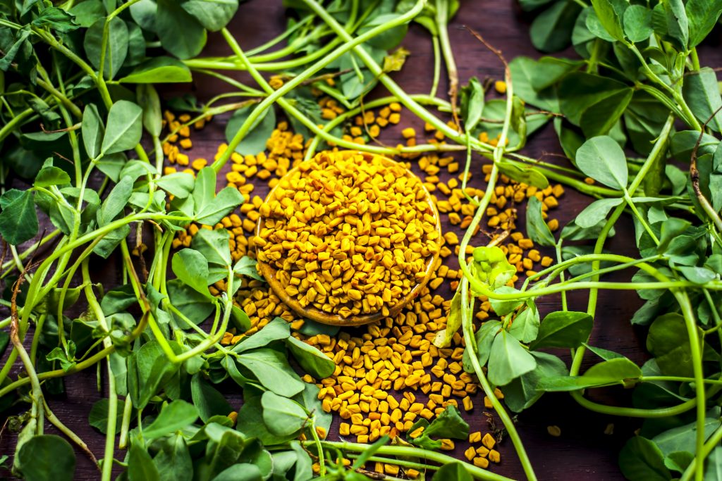 Modern science is studying the possibility of using fenugreek for hair follicle health through the design of controlled research experiments