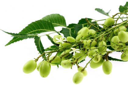 Neem hair oil offers cleansing and softening properties Neem hair oil offers cleansing and softening properties