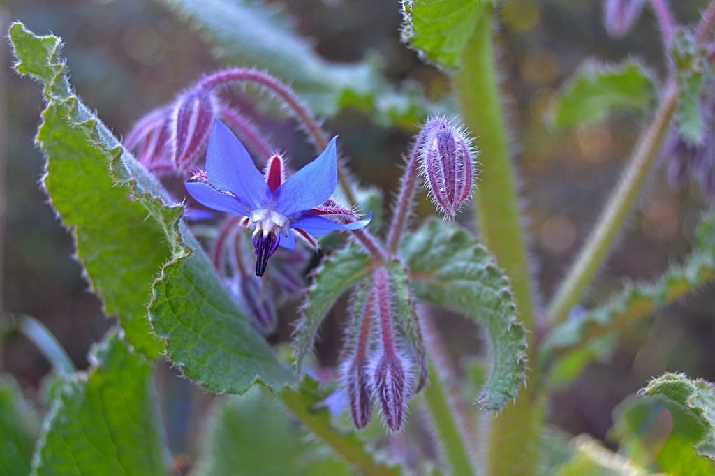 Borage seed oil is an abundant source of gamma linoleic acid benefits for hair follicle health