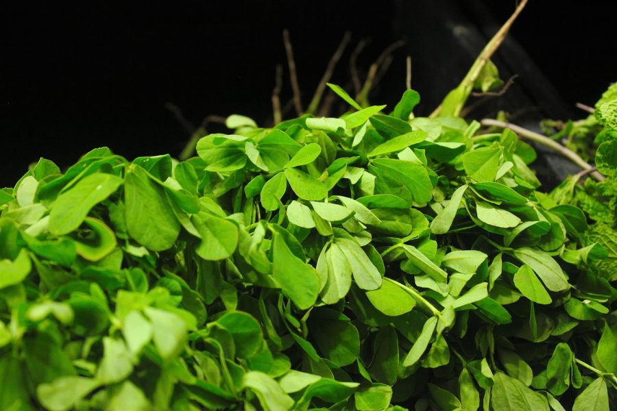 fenugreek leaves plant Dr.UGro Gashee