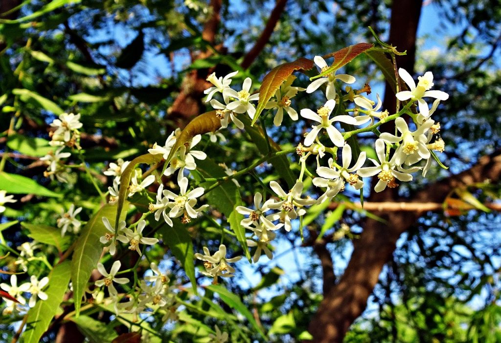 Research on neem oil benefits for hair discuss its efficiency as a microbial agent (2, 3).