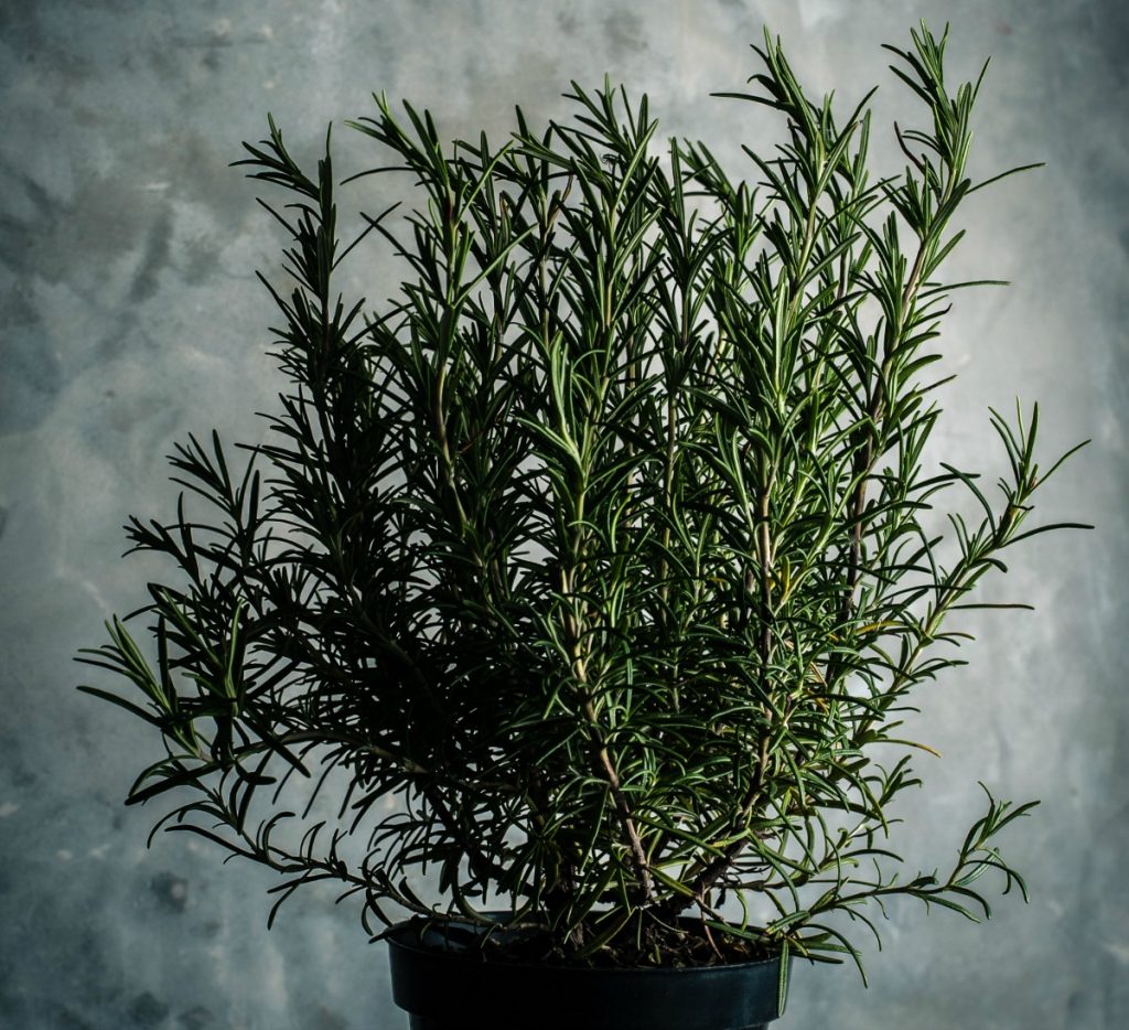 Using rosemary oil for hair growth is now finding more support through controlled research studies