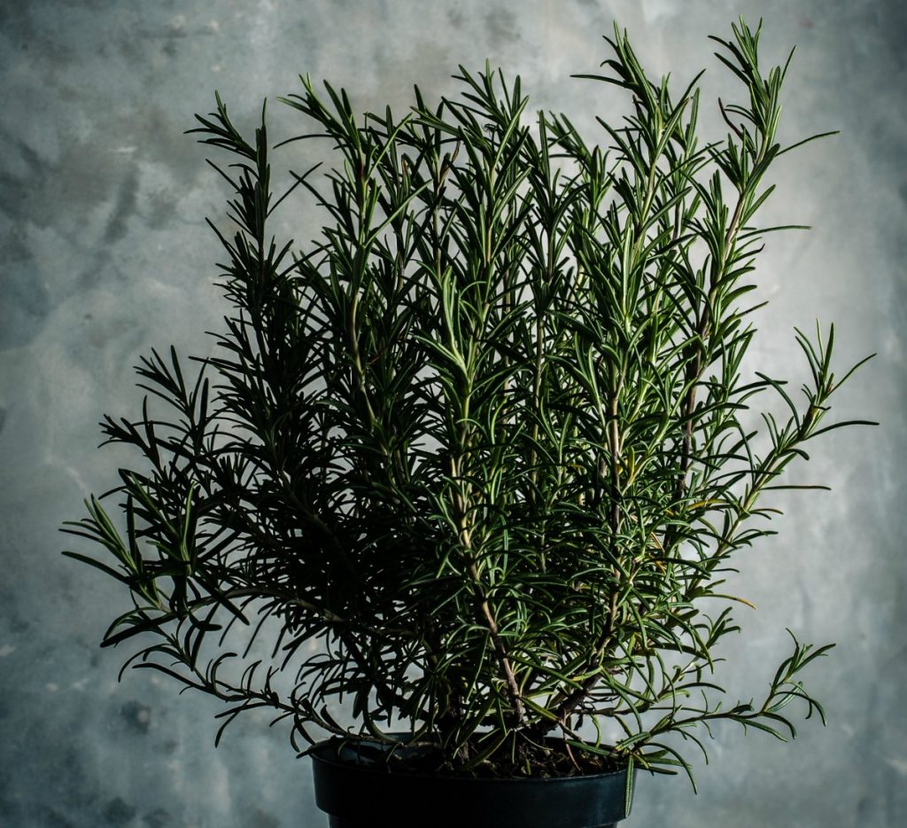 Scientists are studying the hair benefits of rosemary to hair growth