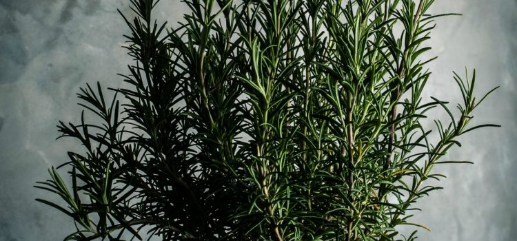 Scientists are studying the hair benefits of rosemary to hair growth