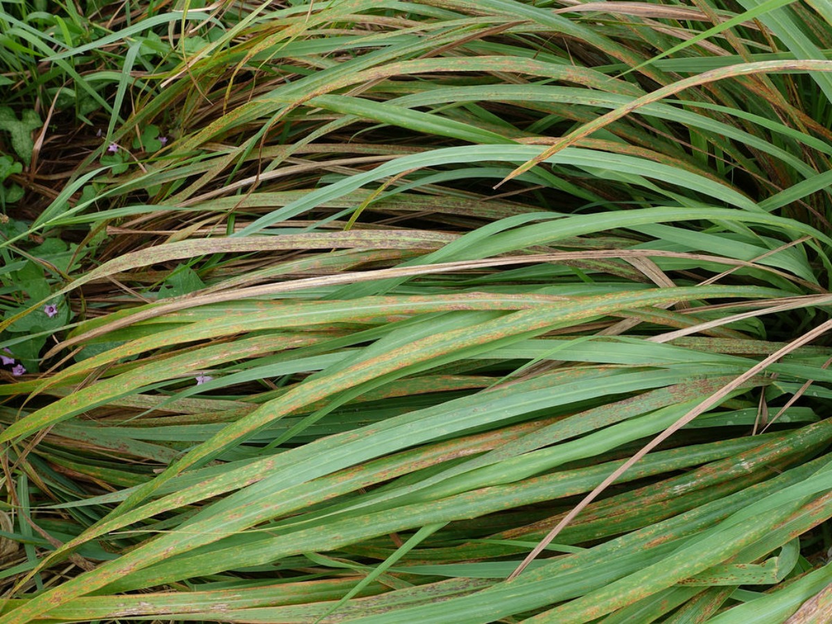 Lemongrass for hair and scalp health offers anti-inflammatory benefits
