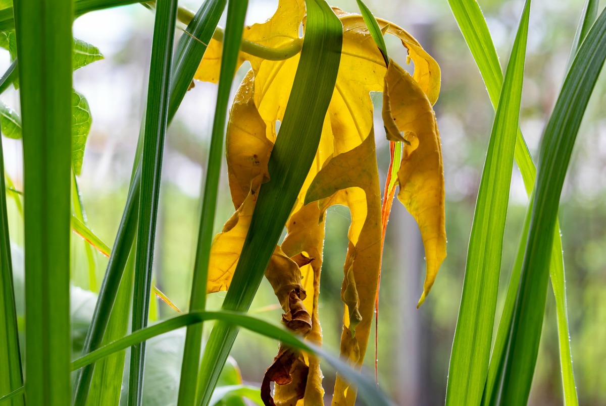 Lemongrass Hair Oil