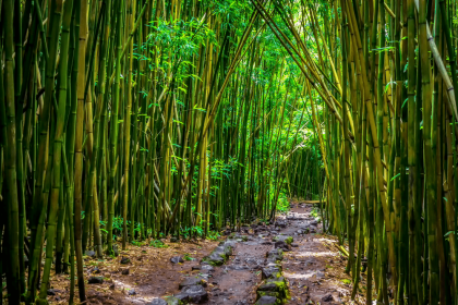 The bamboo plant is an abundant source of organic silica, offering a wide range of benefits for healthier hair and a healthy body The bamboo plant is an abundant source of organic silica, offering a wide range of benefits for healthier hair and a healthy body