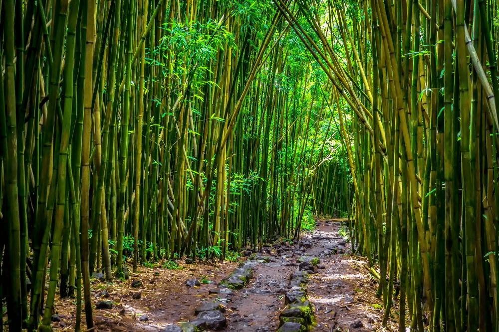 The bamboo plant is an abundant source of organic silica, offering a wide range of benefits for healthier hair and a healthy body 