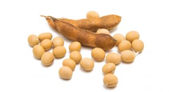 Why Soybean and Soy Oil Are Must-Haves For Your Hair and Body