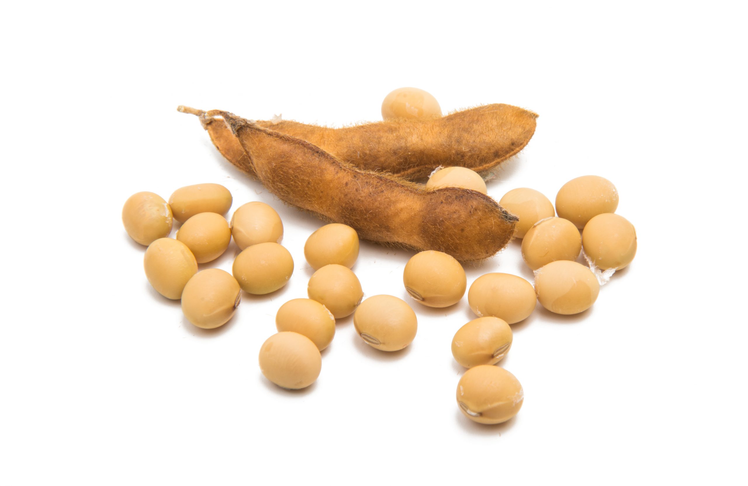 VIDEO: What Researchers Say About Soybean For Hair Loss