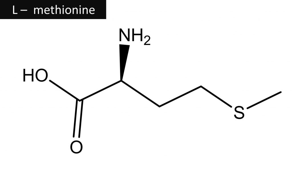 The essential amino acid methionine is being studied by scientists for its possible effects on hair growth