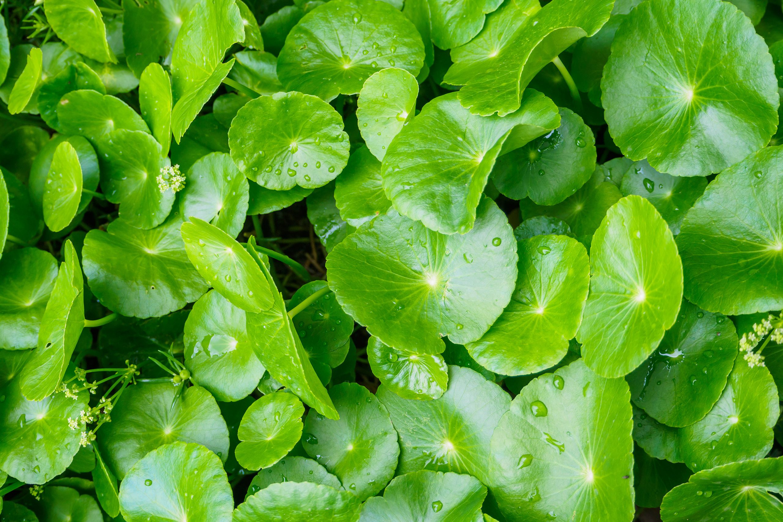 Gotu Kola For the Hair - What Are the Benefits According to Science