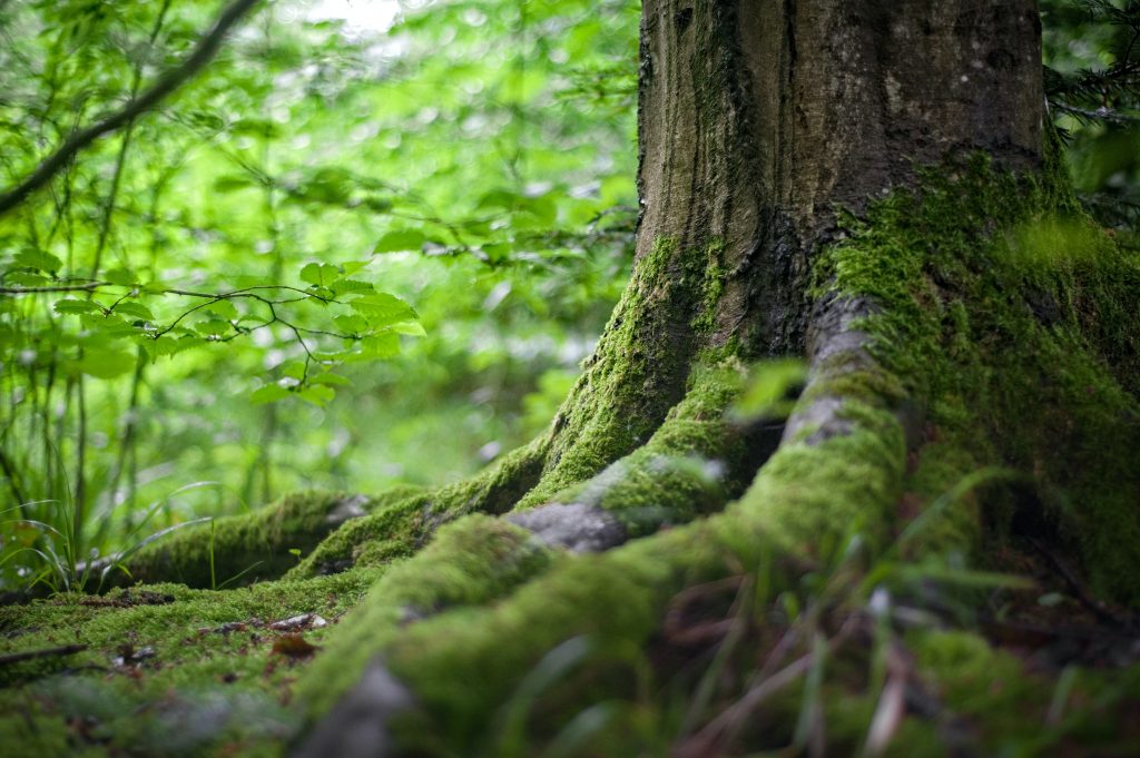 Nature is a source for cosmetic and medicinal needs