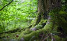 Hair and Skin Beauty - From Natural Sources - Natural Product Standards