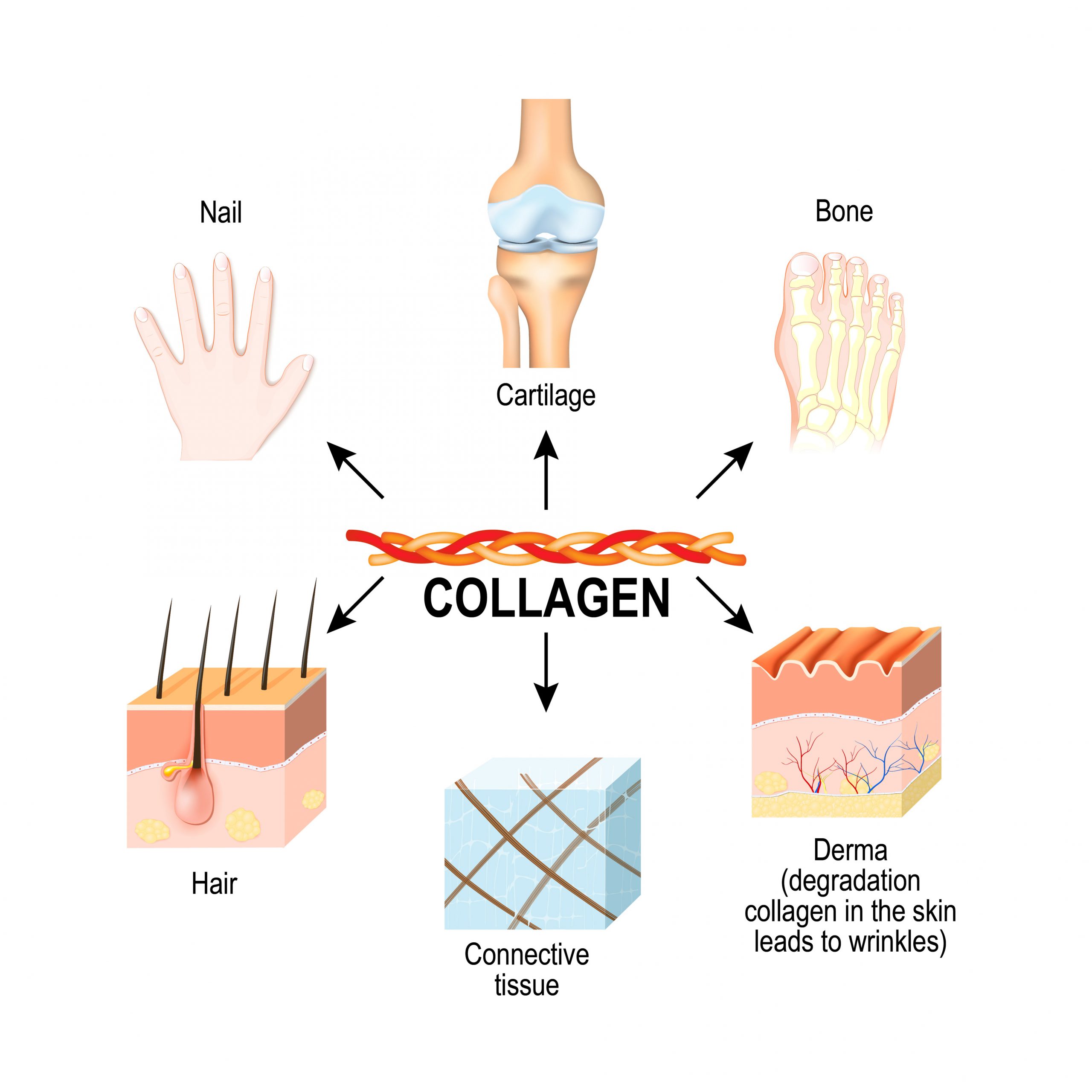 Collagen is the most abundant structural protein in the: connective tissues, cartilages, bones, nails, skin dermis, and hair.