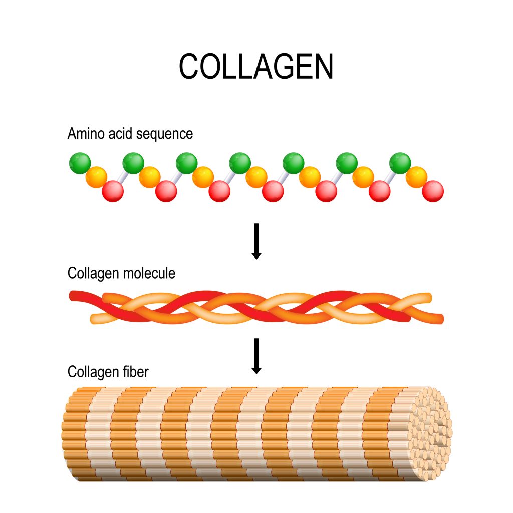 Collagen which plays a vital role in hair health consists of amino acid chains that form a polypeptide coil, three polypeptides coil to form tropocollagen. Tropocollagens bind together to form a fibril. Many fibrils bind together to form a collagen fiber.