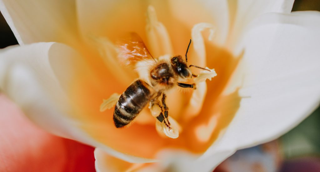 Researchers found that beeswax promotes hair growth and health.