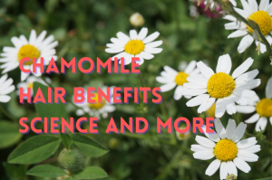 Chamomile extract, found in GASHEE Oral Capsules, can possibly help hair health and hair growth.