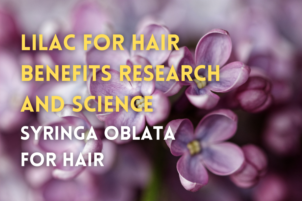 Syringa Oblata, AKA Lilac for hair benefits research and science.