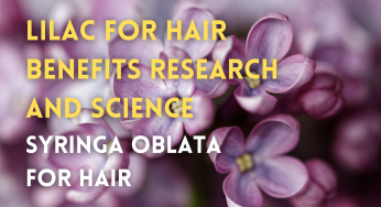 Syringa Oblata for Hair Growth, Hair Health: Benefits, Studies